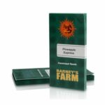 pineapple-express-feminizadas-3-1