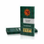 pineapple-express-feminizadas-52